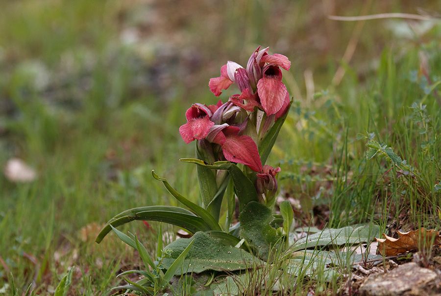 Serapias neglecta